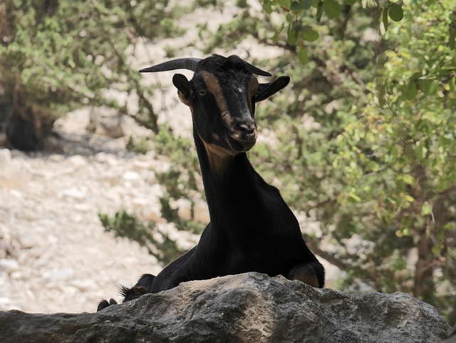 Free Goat Cyprus photo and picture