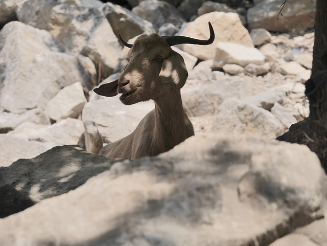 Free Goat Cyprus photo and picture