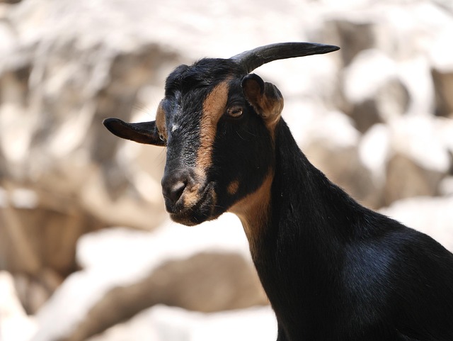 Free Goat Cyprus photo and picture