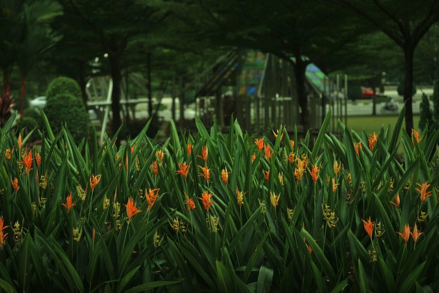 Free Flower Grass photo and picture
