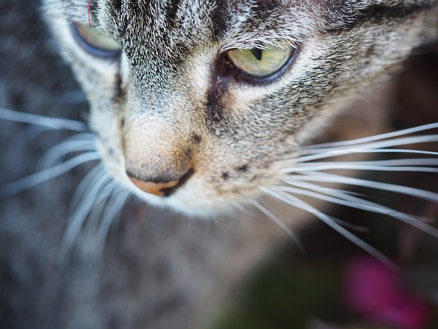 Free Cat Wildlife photo and picture