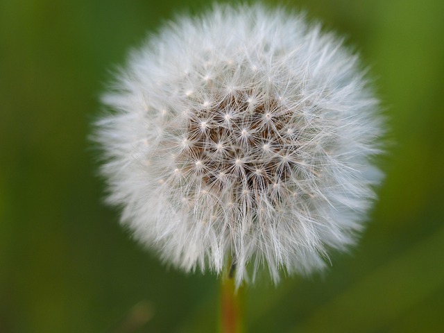 Free Dandelion Nature photo and picture
