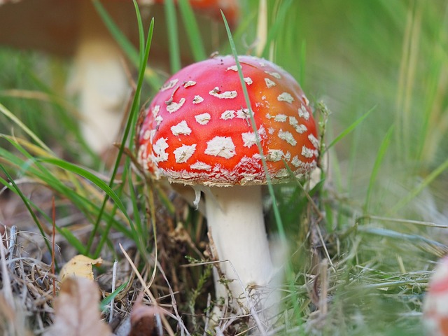 Free Toadstool Mushroom photo and picture