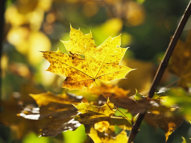 Free Fall Leaf photo and picture