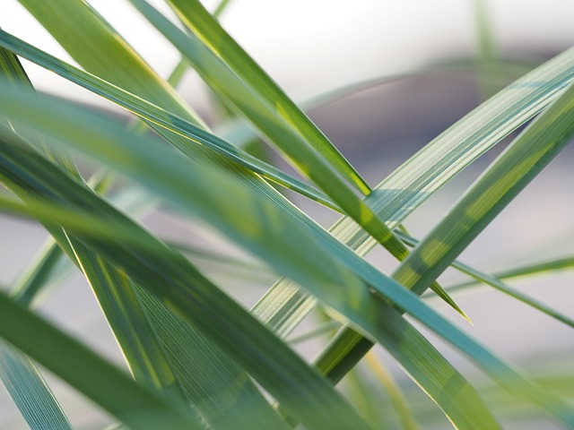 Free Grass Beach photo and picture