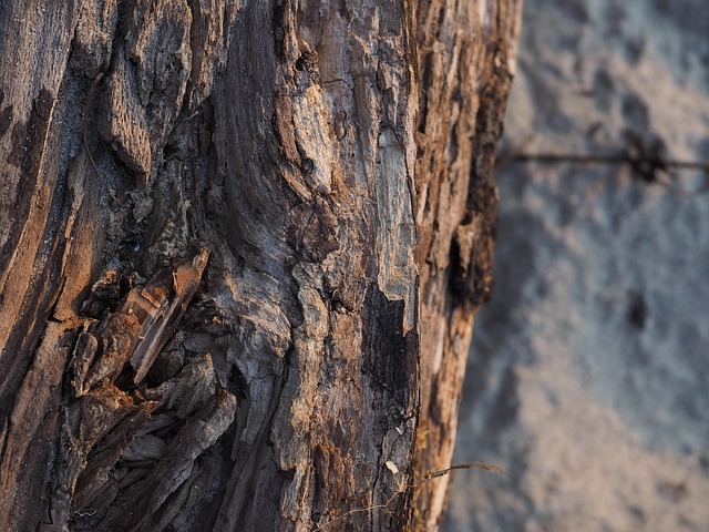 Free Wood Driftwood photo and picture