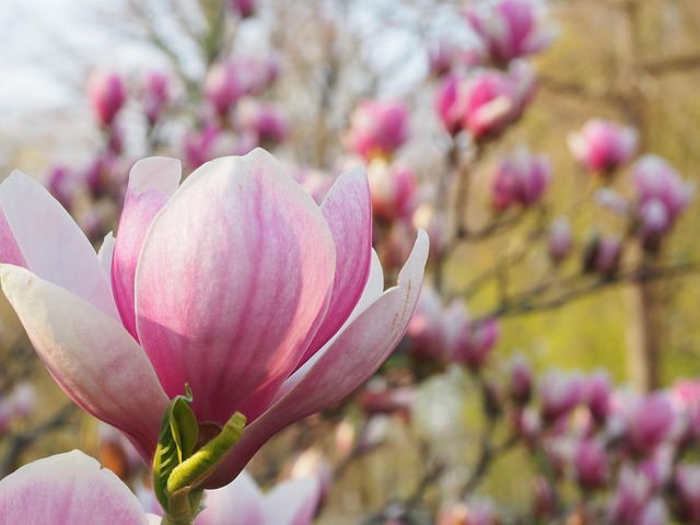 Free Magnolia Spring photo and picture