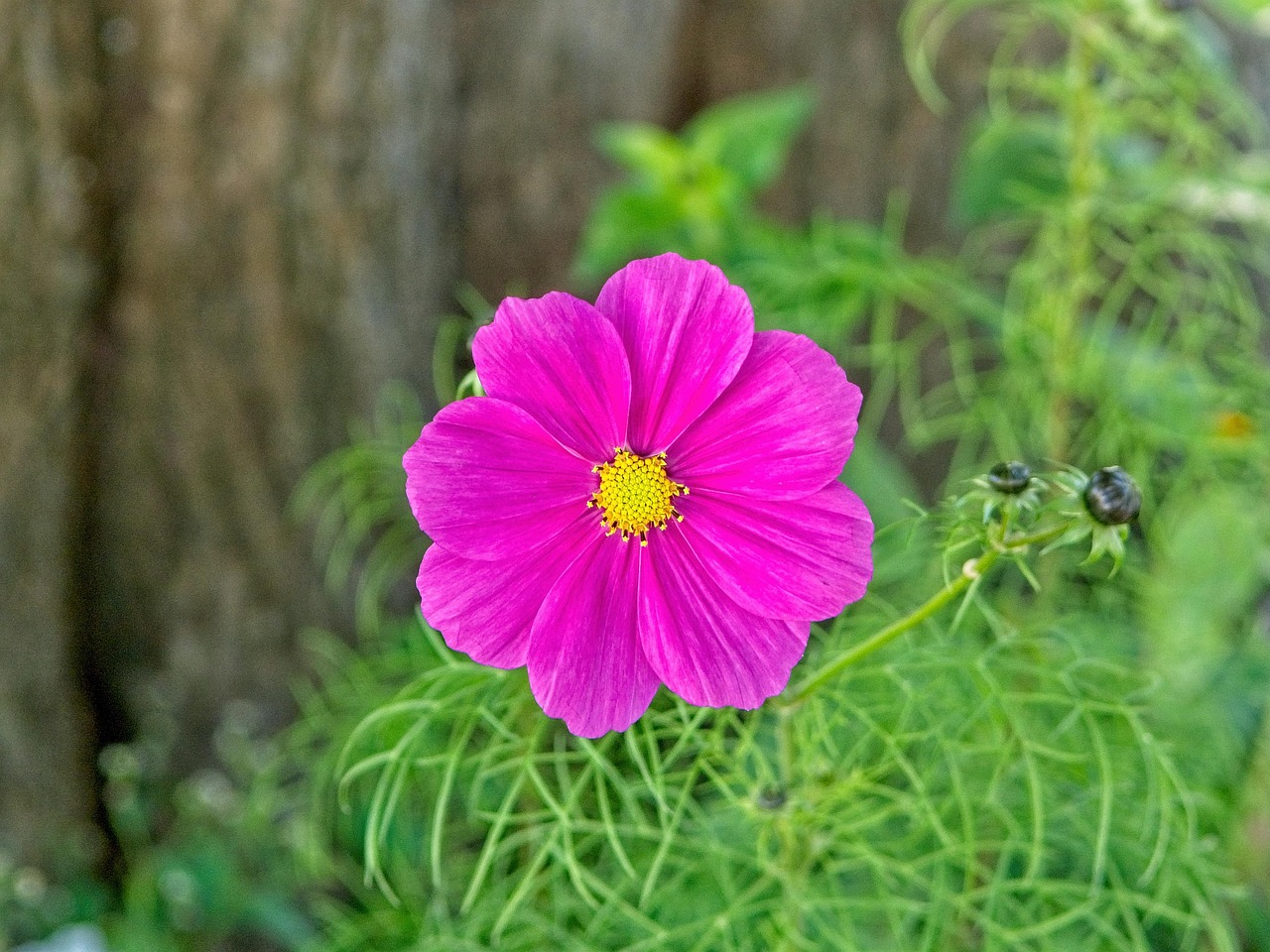 autumn-flower-blossom-bloom-free-photo-on-pixabay-pixabay