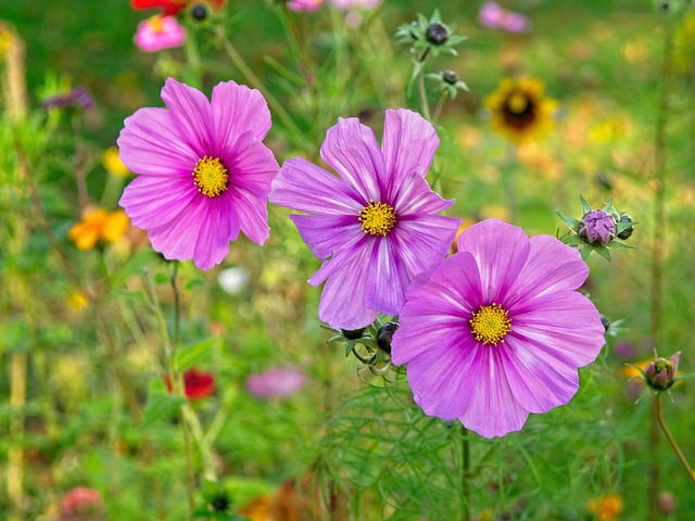 Free Autumn Flower Blossom photo and picture