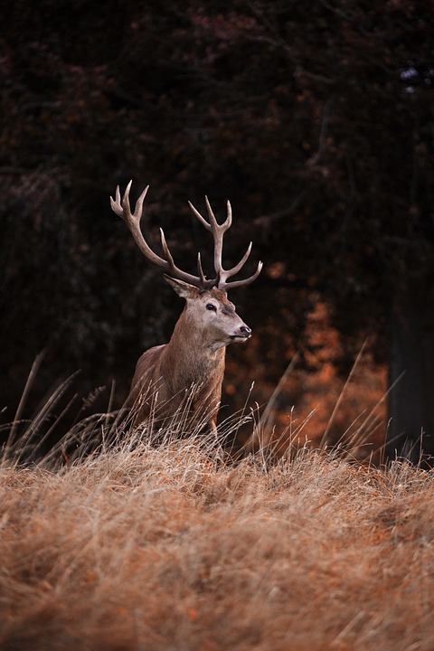 red-deer-4551678_960_720.jpg