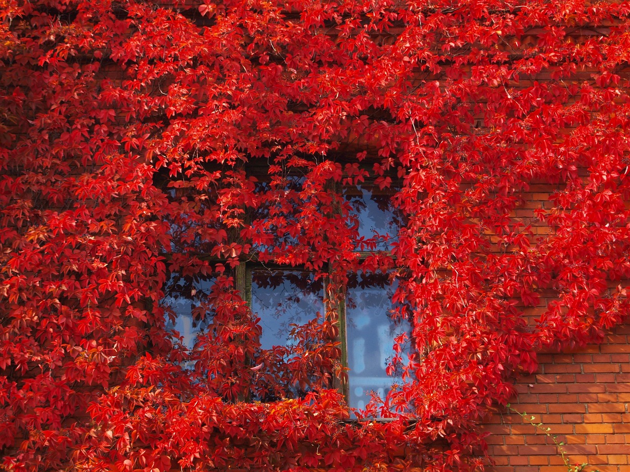 Fall - free online jigsaw puzzle photo