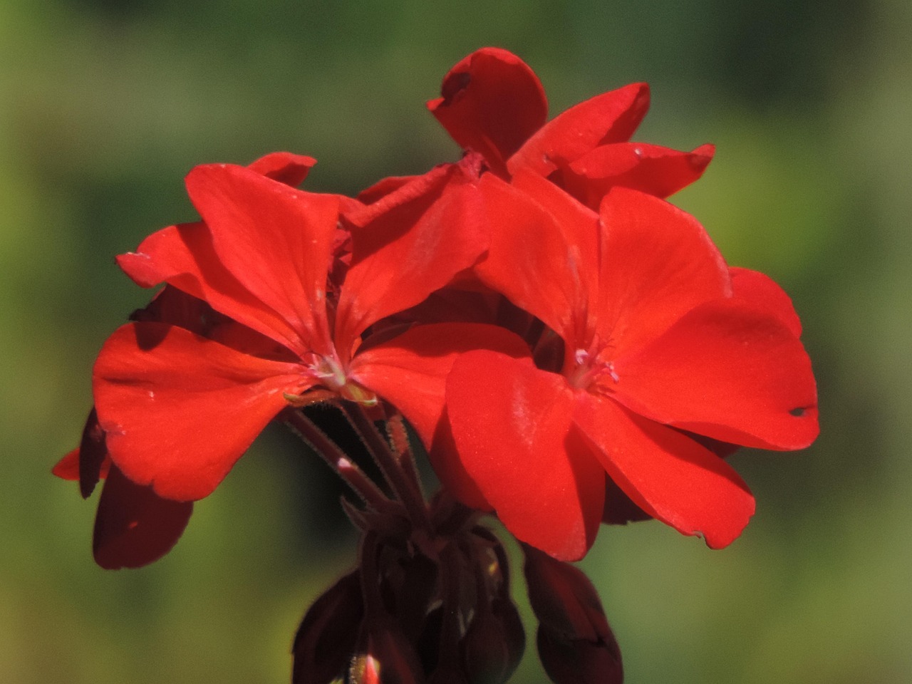 Red Geranium Blossom Color Free photo on Pixabay Pixabay