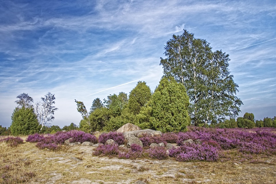 Germany Lüneburg Heath Hannibal'S - Free photo on Pixabay - Pixabay