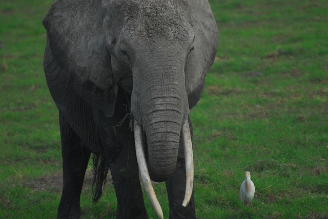 Free Elephant Egret photo and picture