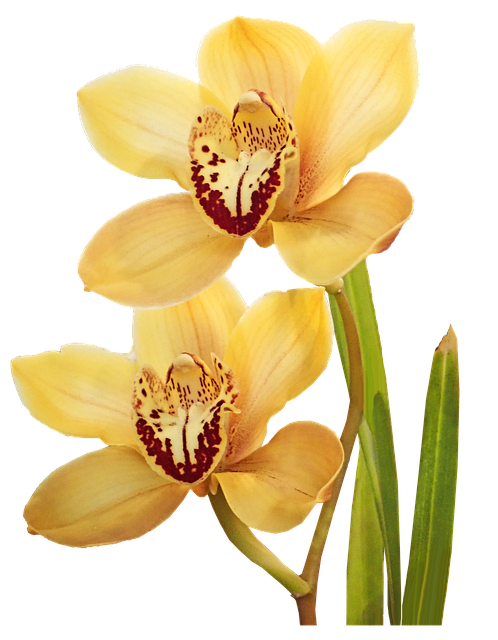 Flowers Yellow Orchids - Free image on Pixabay