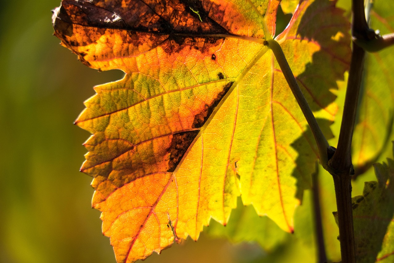 Vine Leaves Leaf Structure Free photo on Pixabay Pixabay