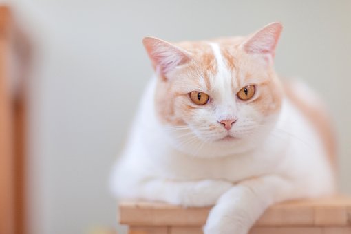 chunky cat squishy