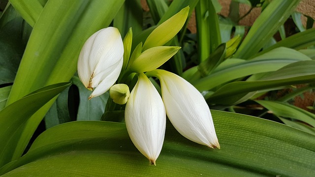 Free Flowers White photo and picture