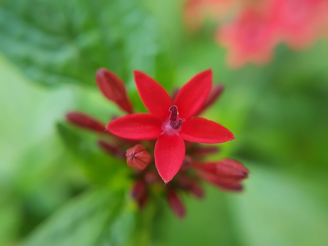 Free Pentas Flower photo and picture