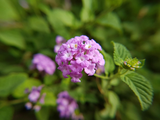 Free Purple Flowers photo and picture