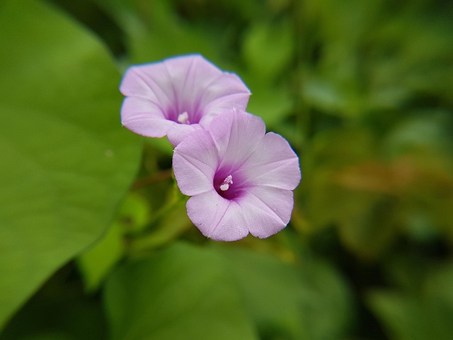 Free Violet Flower photo and picture