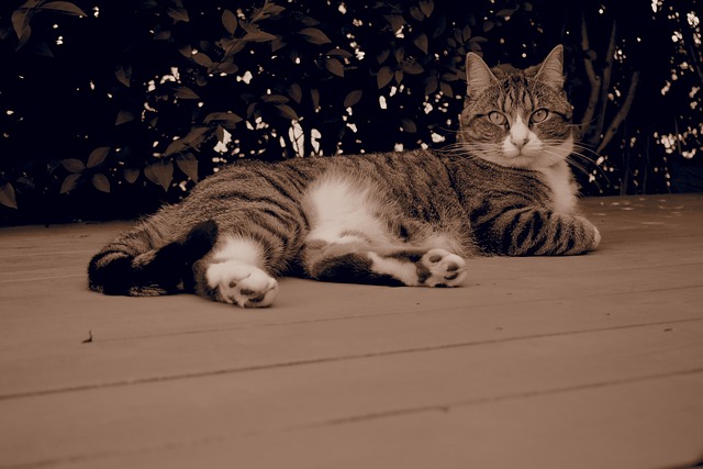 Free Cat Kitty photo and picture