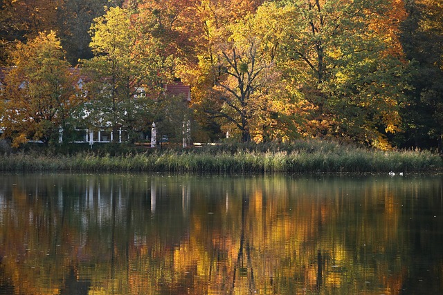 Free Gold Autumn photo and picture