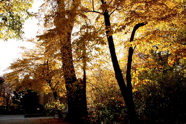Free Gold Autumn photo and picture