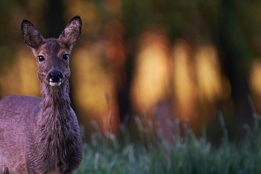 Free Wild Animal Deer photo and picture