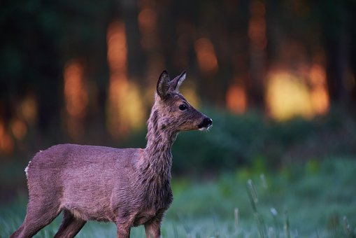 Free Wild Animal Deer photo and picture