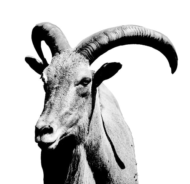 Free ram black white illustration