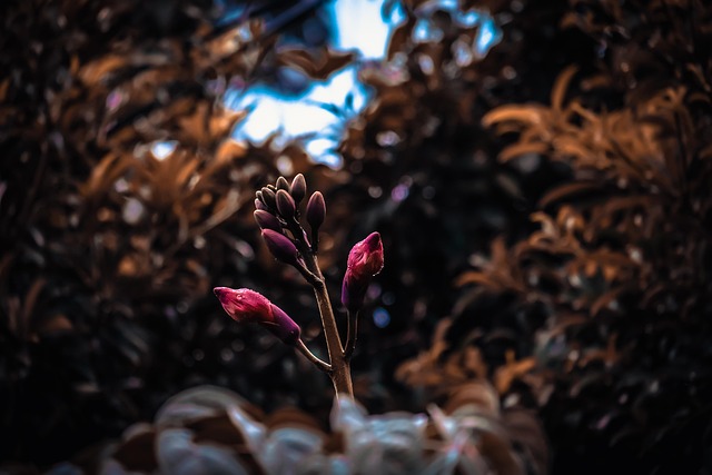 Free Nature Beautiful Flowers photo and picture