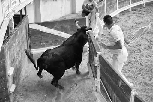 Bull, Schuh, Rindfleisch, Rinder, Horn