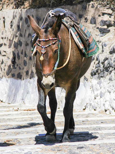 Free Donkey Animal photo and picture