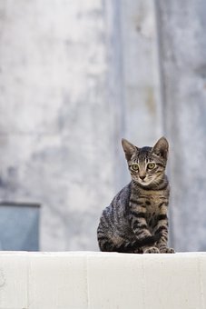 Katze, Abkommen, Tier, Niedlich, Pelz
