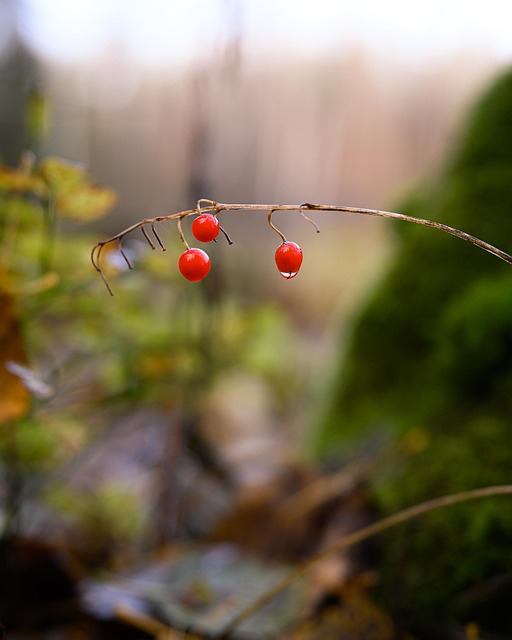 Herfst, Bessen, Rood
