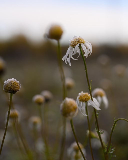 Bloem, Bloem Behang, Vorst, Herfst
