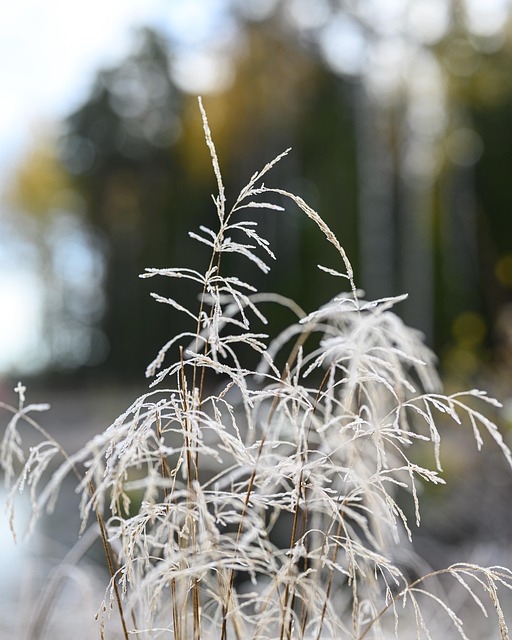 Natuur, Gras, Vorst, Herfst, Grijs Gras