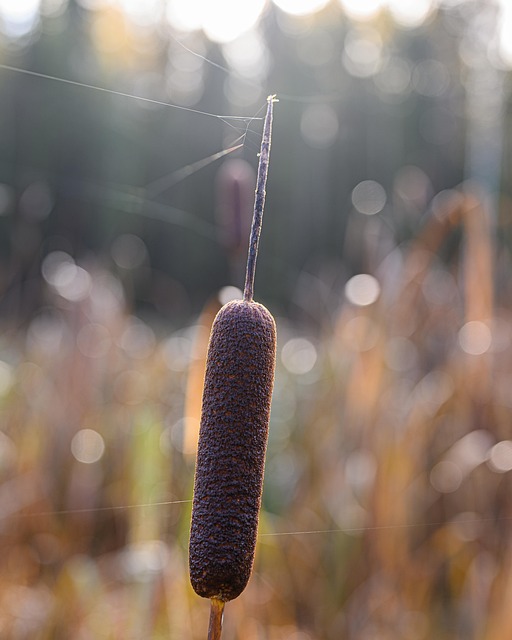 Herfst, Plantaardige, Woud