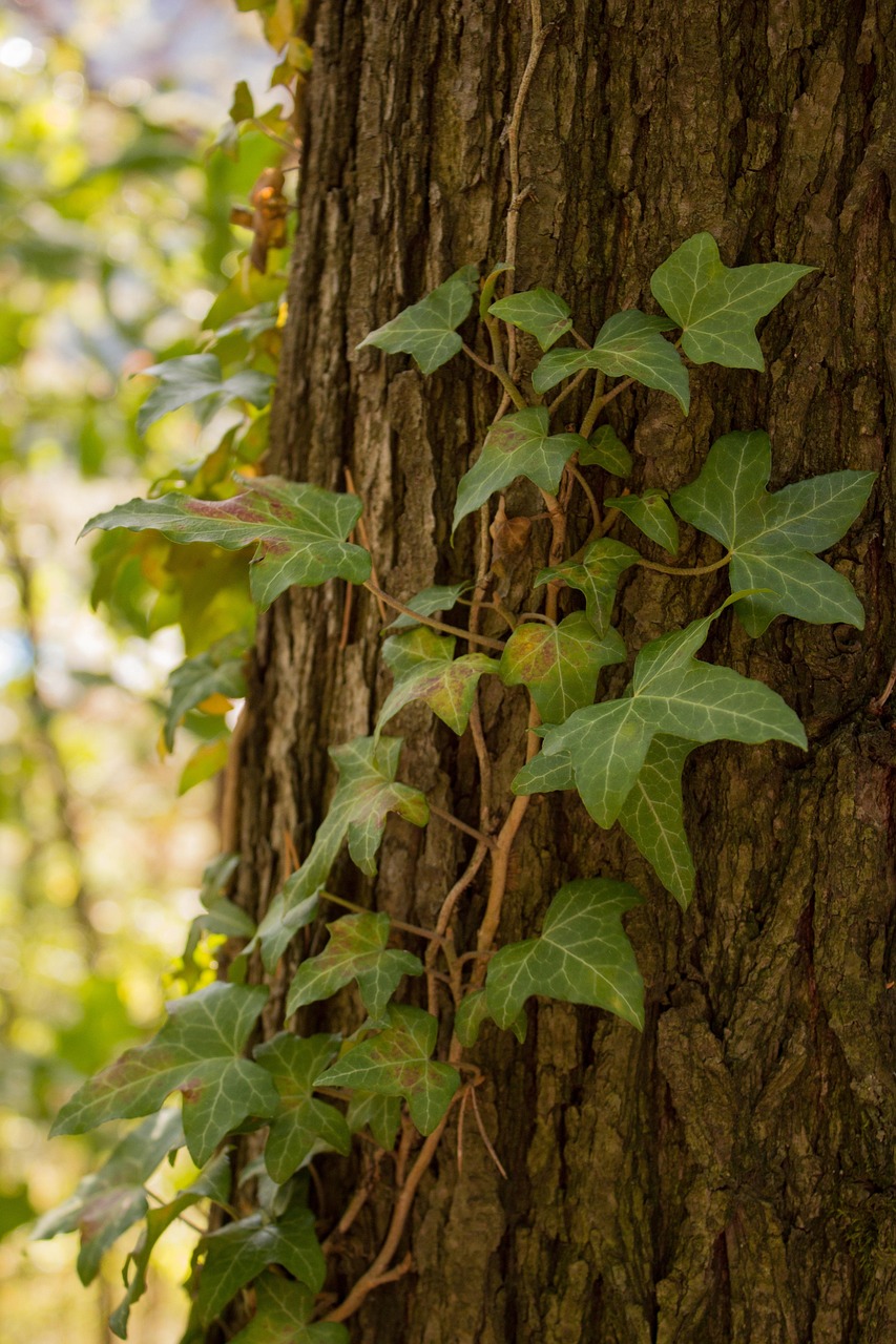 Efeu Wald Natur - Kostenloses Foto auf Pixabay