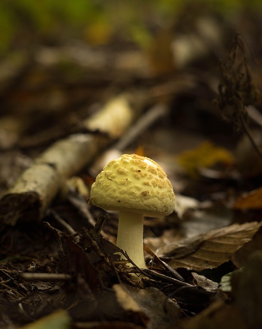 Free Mushroom Nature photo and picture