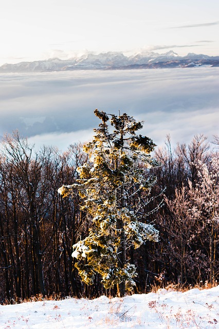 Free Tree Mountains photo and picture
