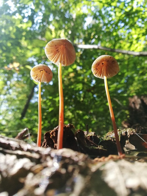 Free Mushrooms Autumn photo and picture