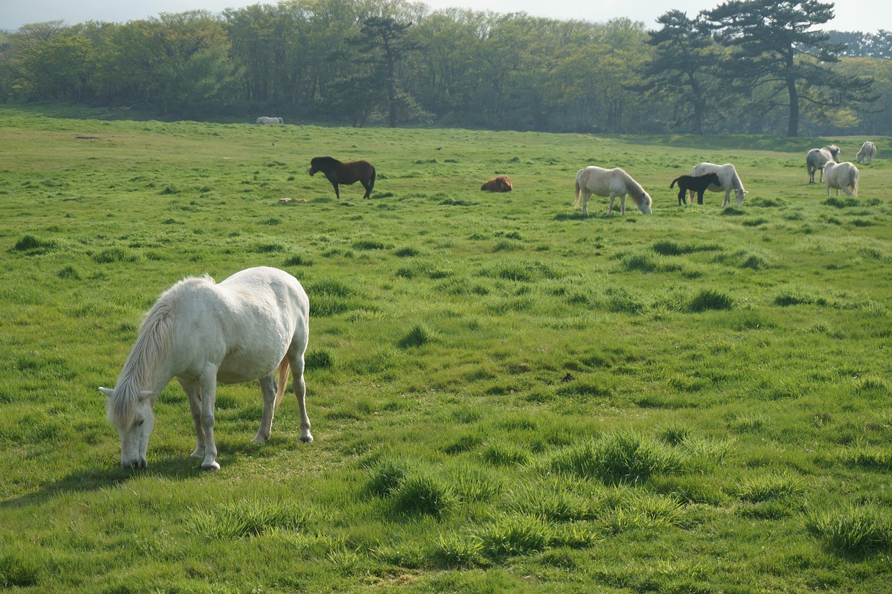 Pony Woorden Jeju - Gratis foto op Pixabay - Pixabay