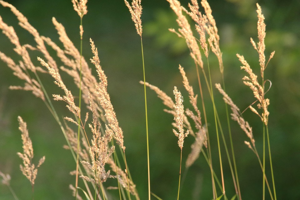 Reeds Sunset Gold - Free photo on Pixabay