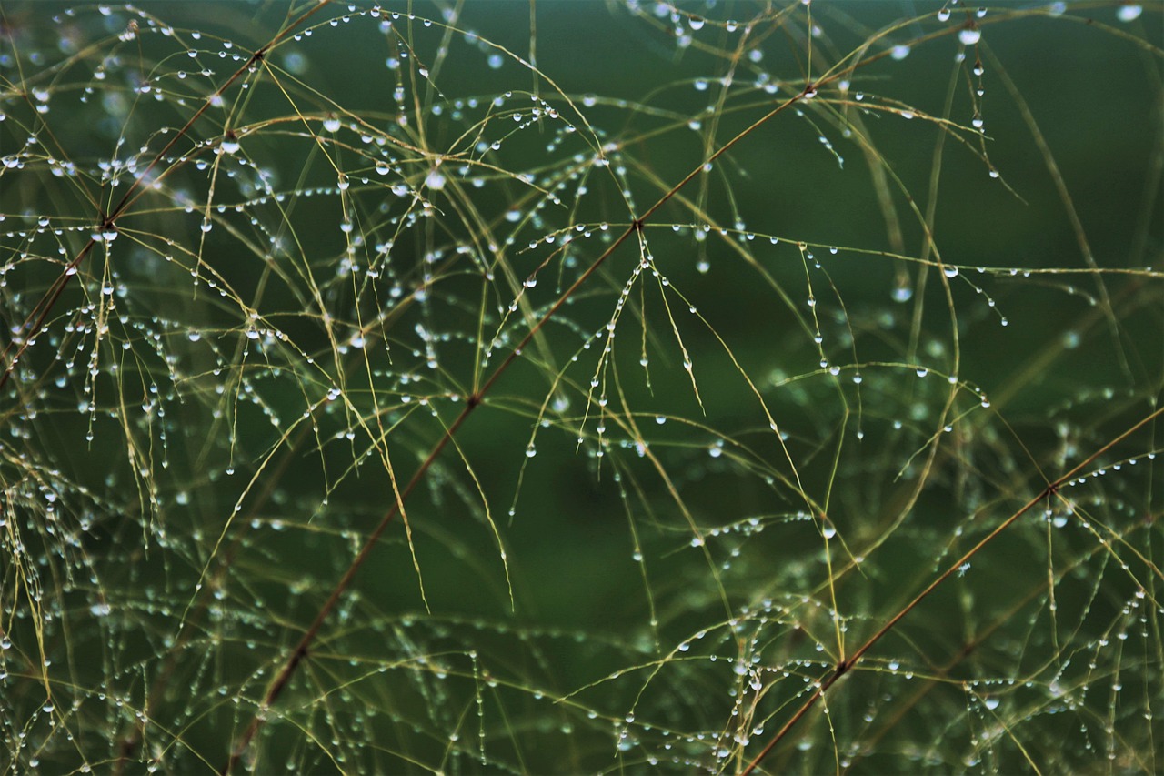 Droplets - free online jigsaw puzzle photo