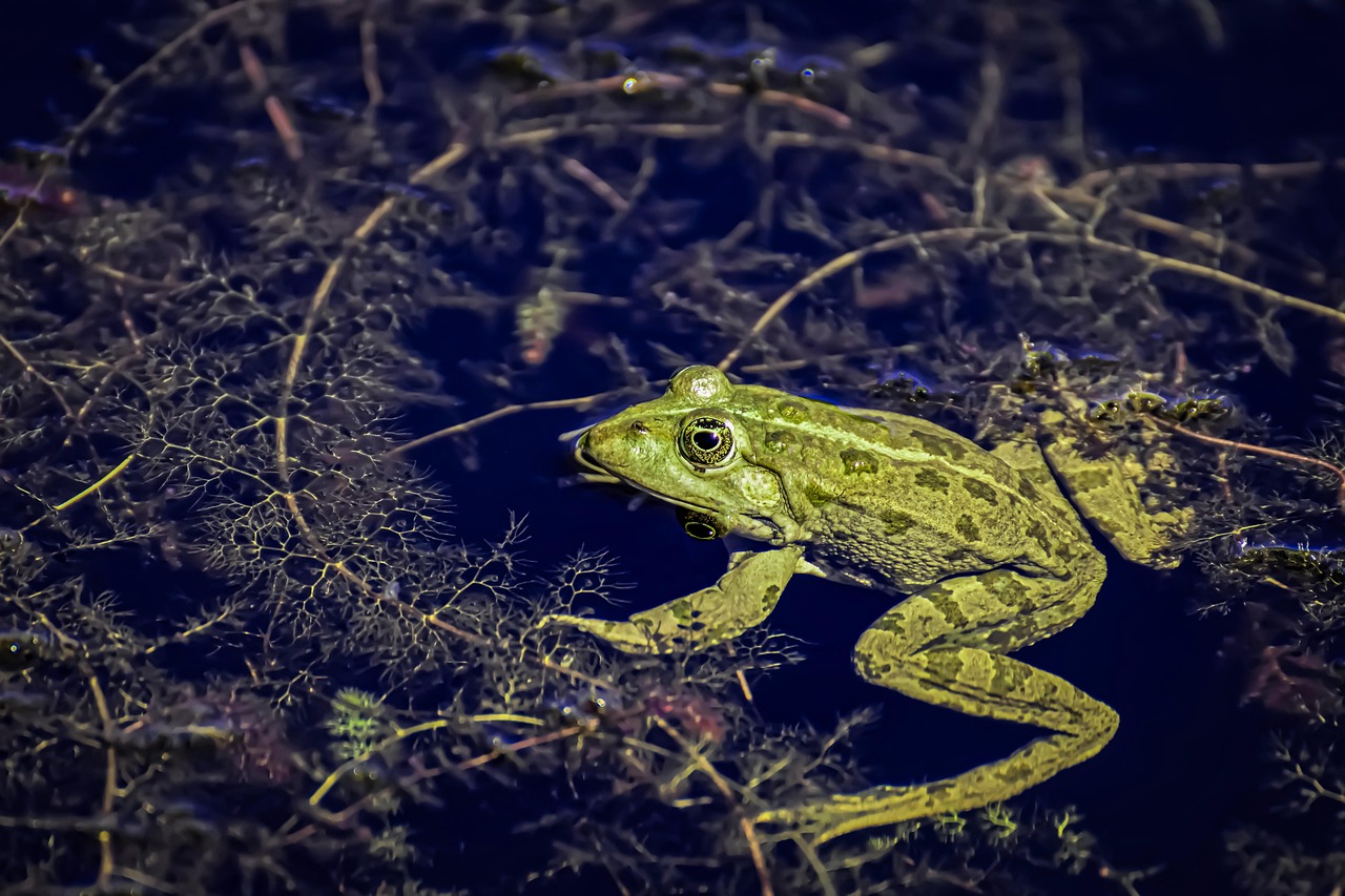 Frog - free online jigsaw puzzle photo