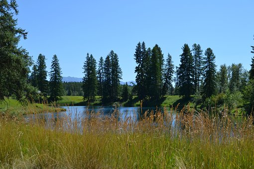 Iaz, Lac, Apă, Copaci, Natura, Iarbă