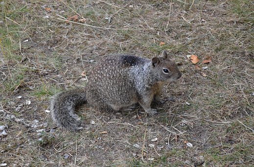 Veveriţă, Animal, Natura, Drăguţ