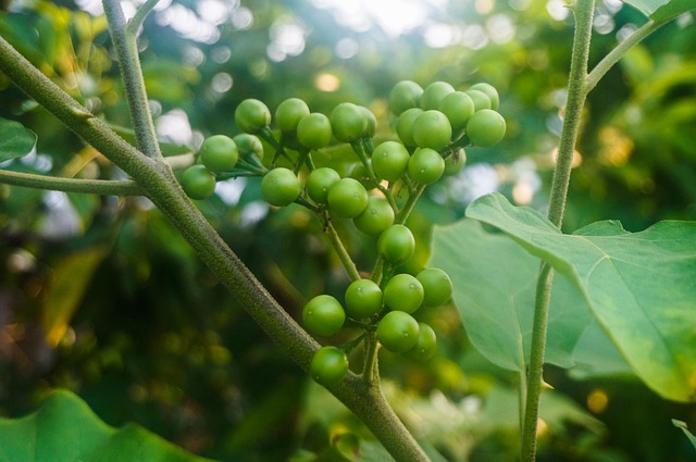 Free Pea Eggplant Solanum Torvum photo and picture